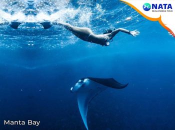 Manta bay Nusa Penida snorkeling